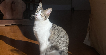 manon pet sitter à HOUILLES 78800_1