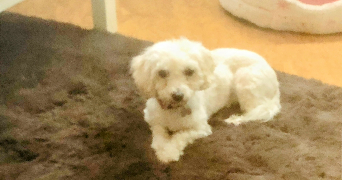 séverine  pet sitter à 59000 Lille 59000_8
