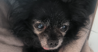 alizé pet sitter à HOUILLES 78800_2