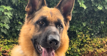 néfélie pet sitter à VANNES 56000_1