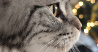 jacotte pet sitter à BAUDREVILLE 28310_1