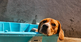 aurore pet sitter à VIERZON 18100_2