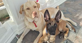 koumar dog sitter à VIGNEUX SUR SEINE 91270