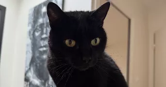 gabin pet sitter à LYON 01 69001