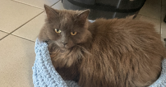 erine pet sitter à GOUESNOU 29850_3