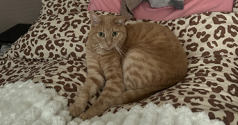 anna pet sitter à MARCQ EN BAROEUL 59700_1