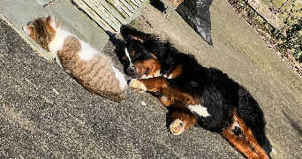 madleen  pet sitter à Blain 44130_6