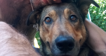 robin pet sitter à MONTPELLIER 34000_5