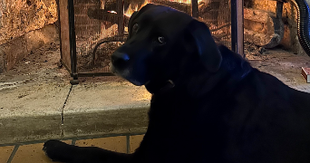 maelys pet sitter à Saint sulpice de Royan 17200_3