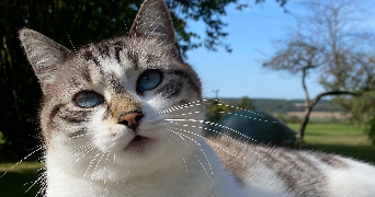 léa pet sitter à DIJON 21000_2