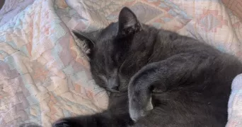 manon pet sitter à LAGNY SUR MARNE 77400