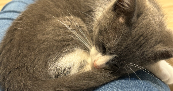 camille pet sitter à ST PIERRE LES NEMOURS 77140_8