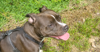 jullian pet sitter à CHANCELADE 24650_2