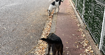 roxane pet sitter à MOURIES 13890_5