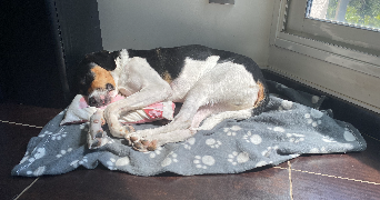 Jade pet sitter à Paris 75009_5