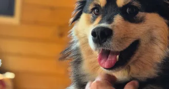 marie pet sitter à HEUDEBOUVILLE 27400