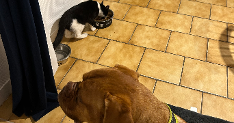 roza pet sitter à IVRY LA BATAILLE 27540_4