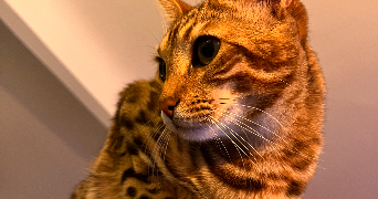 lola pet sitter à VILLENAVE D ORNON 33140_2