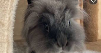 flora pet sitter à ST PIERRE DES FLEURS 27370_4