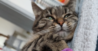 helena pet sitter à HERIN 59195_3