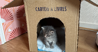 ophelie cat sitter à CHARTRES 28000_7