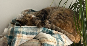 liselotte pet sitter à CLERMONT FERRAND 63100_2