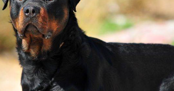 laroche pet sitter à MIRAMONT DE GUYENNE 47800_2