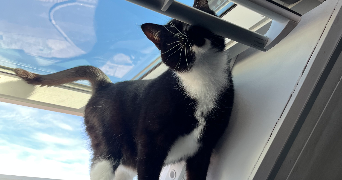 maeva pet sitter à COUTANCES 50200_1