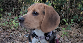 mélanie pet sitter à COUERON 44220_7