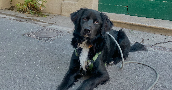 camille pet sitter à MONTPELLIER 34000_3