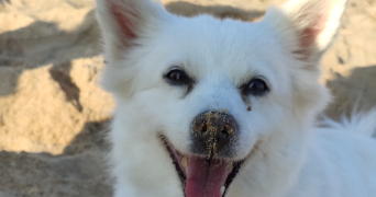 thomas pet sitter à ST DENIS 93200_5