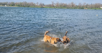 nathalie pet sitter à MESPLEDE 64370_8