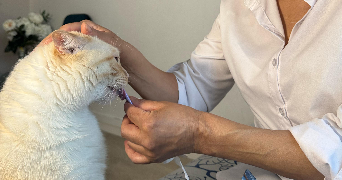 leila cat sitter à ARGENTEUIL 95100_1