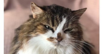 marie pet sitter à VIERZON 18100_1