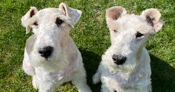 eleonore pet sitter à LYON 06 69006_2