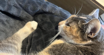 dalia pet sitter à TOULOUSE 31000_2