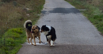 mya pet sitter à CASTRES 81100_4