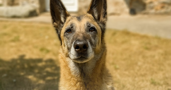 stephanie pet sitter à BOURGES 18000_0