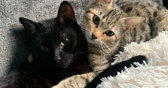 erika pet sitter à BREST 29200_1