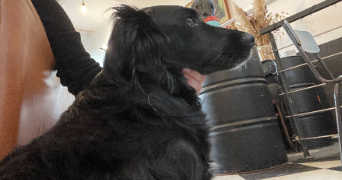 clara pet sitter à HALLENNES LEZ HAUBOURDIN 59320_3