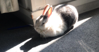 océane pet sitter à MONTIGNY LE BRETONNEUX 78180_2
