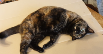 solenn pet sitter à CONFLANS STE HONORINE 78700_4