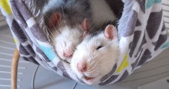 alizé dog sitter à EVREUX 27000_6