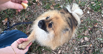 alice pet sitter à BREST 29200_4