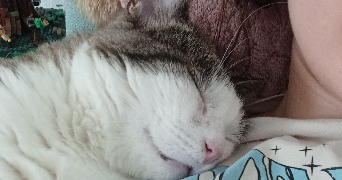 nina pet sitter à MUNSTER 68140_1