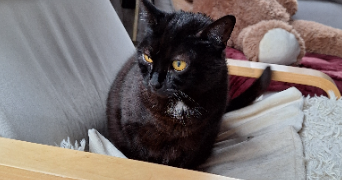 chantal pet sitter à LE CANNET DES MAURES 83340_5