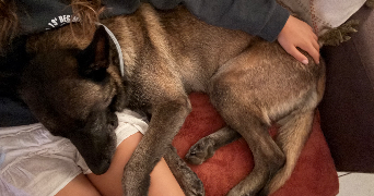 anaelle pet sitter à CHATENAY MALABRY 92290_1