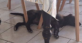 hakim pet sitter à CASTRES 81100_9