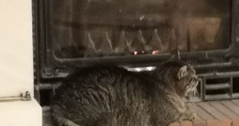 elisabeth pet sitter à SANRY SUR NIED 57530_0