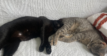 camille pet sitter à IRIGNY 69540_4